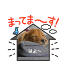 ダックス多めワンコ達（個別スタンプ：24）
