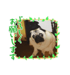 ダックス多めワンコ達（個別スタンプ：32）
