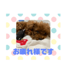 超可愛いティーカッププードルスタンプ（個別スタンプ：2）