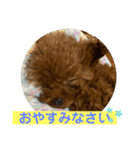 超可愛いティーカッププードルスタンプ（個別スタンプ：3）