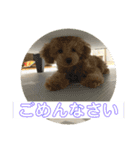 超可愛いティーカッププードルスタンプ（個別スタンプ：6）