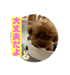 超可愛いティーカッププードルスタンプ（個別スタンプ：8）