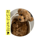 超可愛いティーカッププードルスタンプ（個別スタンプ：10）