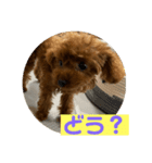 超可愛いティーカッププードルスタンプ（個別スタンプ：11）