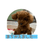 超可愛いティーカッププードルスタンプ（個別スタンプ：12）