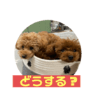 超可愛いティーカッププードルスタンプ（個別スタンプ：13）