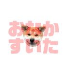 秋田犬はち（個別スタンプ：24）