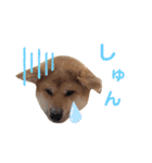 秋田犬はち（個別スタンプ：37）