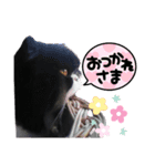 ハナさんスタンプ②（個別スタンプ：2）
