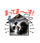ハナさんスタンプ②（個別スタンプ：8）