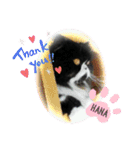 ハナさんスタンプ②（個別スタンプ：12）