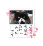 ハナさんスタンプ②（個別スタンプ：13）