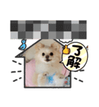 LUNA＆SEAだワン！！使いたい会話～（個別スタンプ：1）