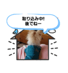 LUNA＆SEAだワン！！使いたい会話～（個別スタンプ：5）