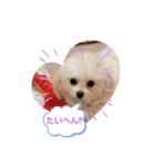 LUNA＆SEAだワン！！使いたい会話～（個別スタンプ：6）