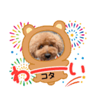 コタロウのスタンプ①（個別スタンプ：19）