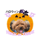 コタロウのスタンプ①（個別スタンプ：23）