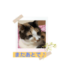 にゃんこの日常パート6（個別スタンプ：8）