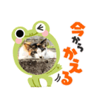にゃんこの日常パート6（個別スタンプ：9）