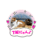 にゃんこの日常パート6（個別スタンプ：10）