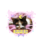 にゃんこの日常パート6（個別スタンプ：11）