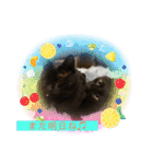 にゃんこの日常パート6（個別スタンプ：12）