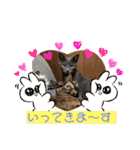 にゃんこの日常パート6（個別スタンプ：13）