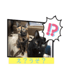 にゃんこの日常パート6（個別スタンプ：16）