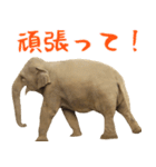 象！ゾウ！ぞう！の日常。ほほえみフレンズ（個別スタンプ：13）