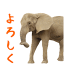 象！ゾウ！ぞう！の日常。ほほえみフレンズ（個別スタンプ：17）