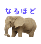 象！ゾウ！ぞう！の日常。ほほえみフレンズ（個別スタンプ：30）