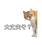 アイドルねこちゃん①（個別スタンプ：1）