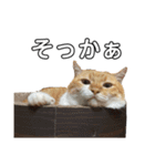 アイドルねこちゃん①（個別スタンプ：4）