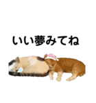 アイドルねこちゃん①（個別スタンプ：6）