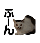 アイドルねこちゃん①（個別スタンプ：8）