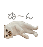 アイドルねこちゃん①（個別スタンプ：12）