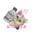 ペルシャ猫とスコちゃんです（個別スタンプ：1）