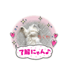 ペルシャ猫とスコちゃんです（個別スタンプ：2）