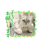 ペルシャ猫とスコちゃんです（個別スタンプ：3）