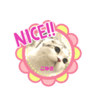 ペルシャ猫とスコちゃんです（個別スタンプ：7）