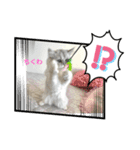 ペルシャ猫とスコちゃんです（個別スタンプ：8）