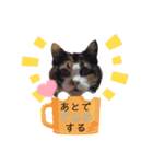 tocco/vol.38/愛猫らぶしゃん♡（個別スタンプ：26）