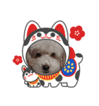 わんこスタンプ ダックス＆トイプー（個別スタンプ：3）