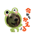 わんこスタンプ ダックス＆トイプー（個別スタンプ：8）