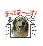 わんこスタンプ ダックス＆トイプー（個別スタンプ：9）