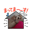 わんこスタンプ ダックス＆トイプー（個別スタンプ：10）