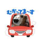 わんこスタンプ ダックス＆トイプー（個別スタンプ：13）