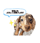 セサミの日常（個別スタンプ：2）