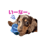 セサミの日常（個別スタンプ：12）