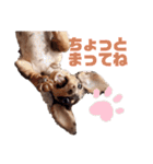 セサミの日常（個別スタンプ：14）